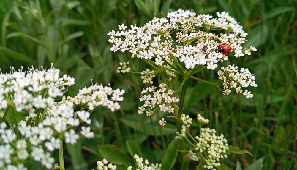 IMG_20170613_104647 (1)