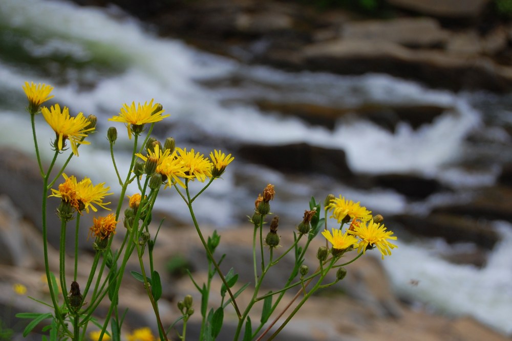 Sine wiry. Bieszczady z jaktoblisko.com.JPG